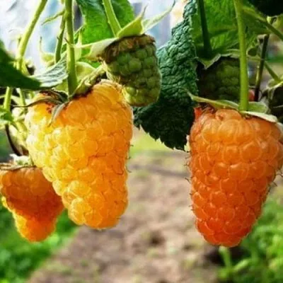 Малина ОРАНЖЕВОЕ ЧУДО  Малина ОРАНЖЕВОЕ ЧУДО в Коломне