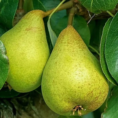 Груша Г-6 колонновидная  Груша Г-6 колонновидная в Коломне