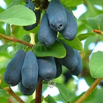 Жимолость съедобная ЮГАНА  Жимолость съедобная ЮГАНА в Коломне