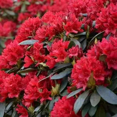 Рододендрон БУЗУКИ  Рододендрон БУЗУКИ в Коломне