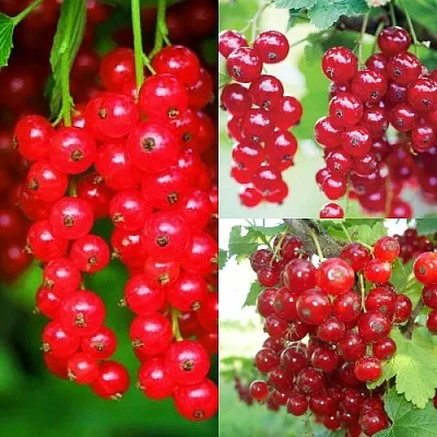 Комплект КРАСНЫЙ УРОЖАЙ в Коломне