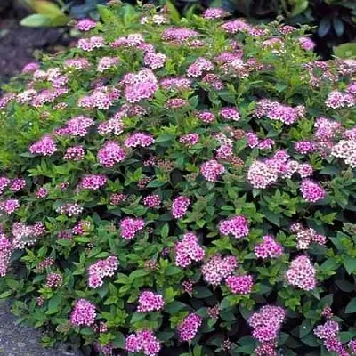 Спирея ЛИТЛ ПРИНЦЕСС японская в Коломне