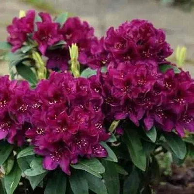 Рододендрон КАЛИ  Рододендрон КАЛИ в Коломне