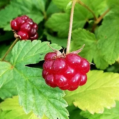 Княженика АННА  Княженика АННА в Коломне