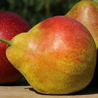 Груша ТАТЬЯНА  Груша ТАТЬЯНА в Коломне