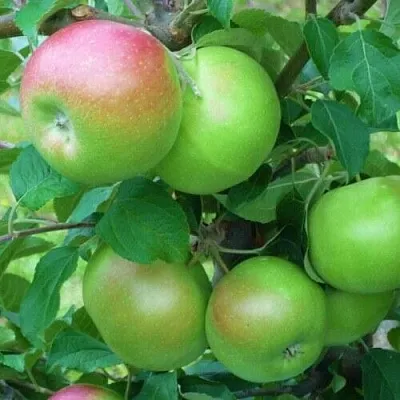 Яблоня НАВАВИТА в Коломне