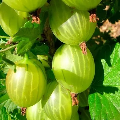 Крыжовник МАЛАХИТ  Крыжовник МАЛАХИТ в Коломне