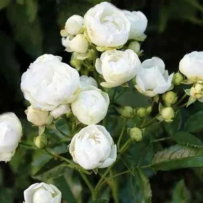 Саженцы роз УАЙТ МОРСДАГ полиантовая в Коломне