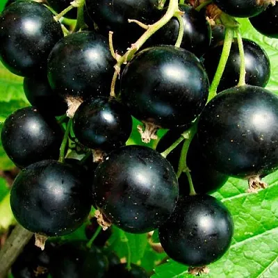 Чёрная  Чёрная в Коломне