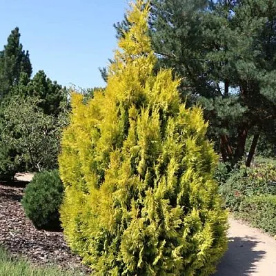 Туя СТОУНХАМ ГОЛД складчатая  Туя СТОУНХАМ ГОЛД складчатая в Коломне