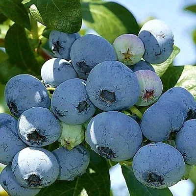 Голубика НУИ  Голубика НУИ в Коломне