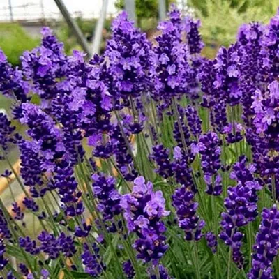 Лаванда ХИДКОТ БЛЮ узколистная в Коломне