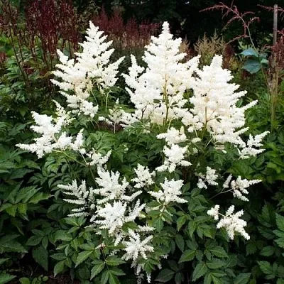 Астильба ДОЙЧЛАНД японская в Коломне