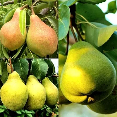 Комплект НАСТОЯЩИЙ ВОСТОРГ в Коломне