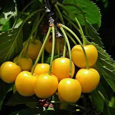 Черешня ЧЕРМАШНАЯ  Черешня ЧЕРМАШНАЯ в Коломне