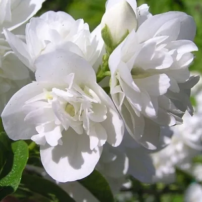 Жасмин ЖИРАНДОЛЬ  Жасмин ЖИРАНДОЛЬ в Коломне