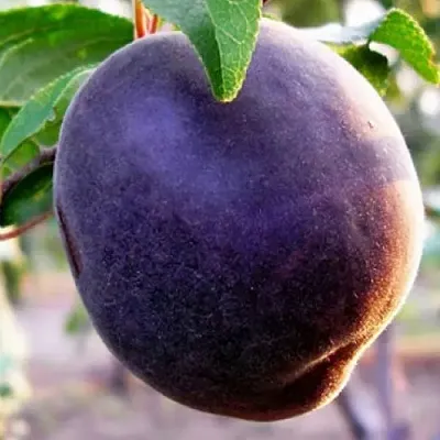 Абрикос ШЛОР ЦИРАН  Абрикос ШЛОР ЦИРАН в Коломне