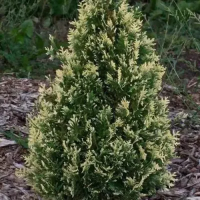 Туя БРАБАНТ ВАРИЕГАТТА западная — описание сорта Туя БРАБАНТ ВАРИЕГАТТА западная в Коломне