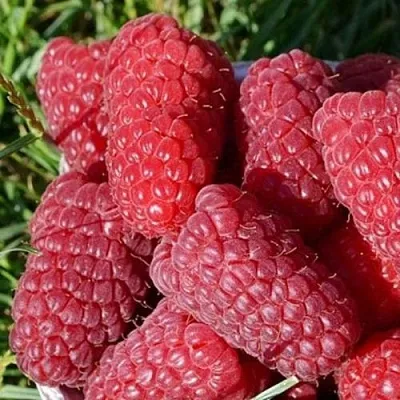 Малина САМОСВАЛ  Малина САМОСВАЛ в Коломне