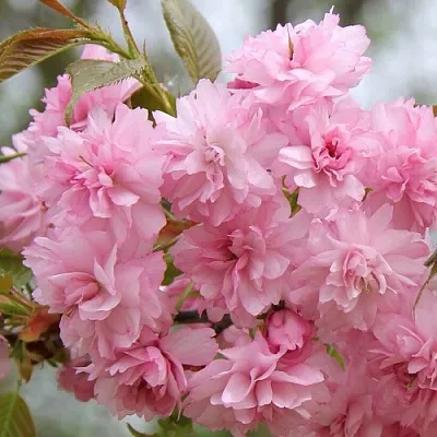 Сакура РОЗЕА ПЛЕНА  Сакура РОЗЕА ПЛЕНА в Коломне