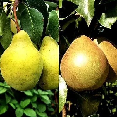 Комплект ДУЭТ в Коломне