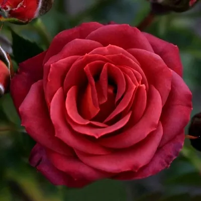 Саженцы роз ЧОКОЧИНО спрей  Саженцы роз ЧОКОЧИНО спрей в Коломне