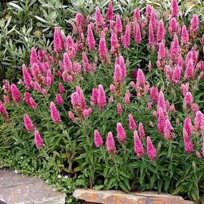 Вероника РОЗЕА колосковая в Коломне