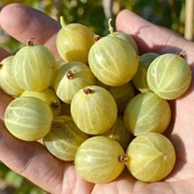 Крыжовник БЕРИЛЛ  Крыжовник БЕРИЛЛ в Коломне