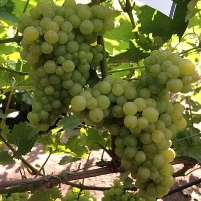 Виноград КИШМИШ 311  Виноград КИШМИШ 311 в Коломне