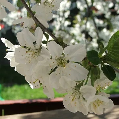 Вишня УМБРАКУЛИФЕРА  Вишня УМБРАКУЛИФЕРА в Коломне