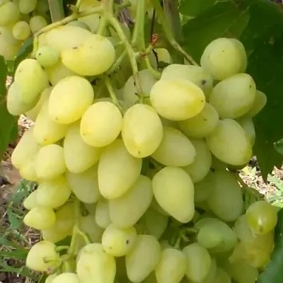Виноград ЗАРНИЦА  Виноград ЗАРНИЦА в Коломне