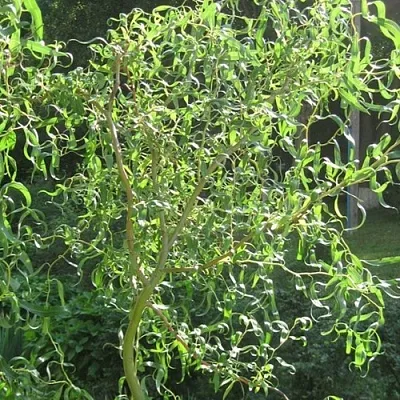 Ива МАТСУДАНА  Ива МАТСУДАНА в Коломне