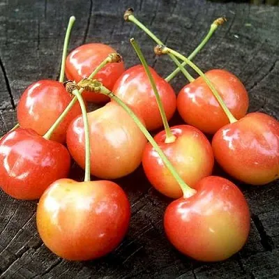 Черешня ЮЛИЯ  Черешня ЮЛИЯ в Коломне