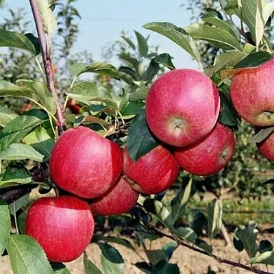 Яблоня АПОРТ в Коломне