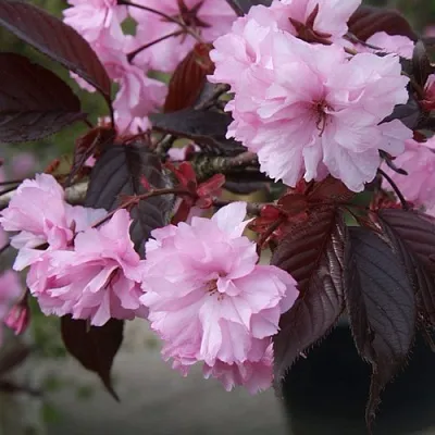 Сакура РОЯЛ БУРГУНДИ  Сакура РОЯЛ БУРГУНДИ в Коломне