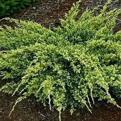 Можжевельник ДРИМ ДЖОЙ чешуйчатый  Можжевельник ДРИМ ДЖОЙ чешуйчатый в Коломне