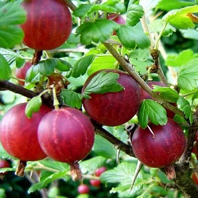 Крыжовник КОНСУЛ  Крыжовник КОНСУЛ в Коломне