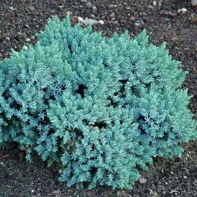 Можжевельник БЛЮ СТАР чешуйчатый  Можжевельник БЛЮ СТАР чешуйчатый в Коломне