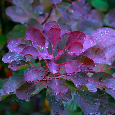 Скумпия ГРЕЙС в Коломне