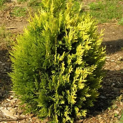 Туя КОППЕР ГОЛД западная  Туя КОППЕР ГОЛД западная в Коломне