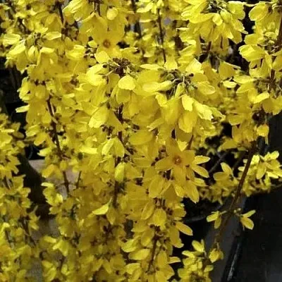 Форзиция ГОЛДРАУШ  Форзиция ГОЛДРАУШ в Коломне