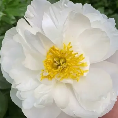 Пион ДУБЛИН травянистый  Пион ДУБЛИН травянистый в Коломне