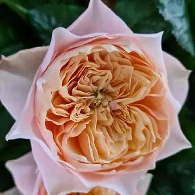 Саженцы роз ВУВУЗЕЛА РОМАНТИК чайно-гибридная в Коломне