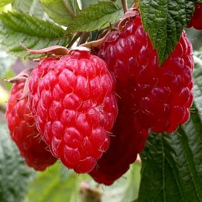 Малина КВЕЛЛИ  Малина КВЕЛЛИ в Коломне