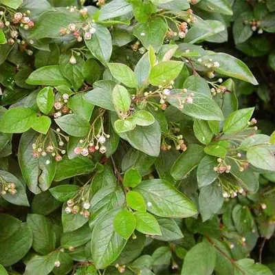 Кизильник блестящий в Коломне