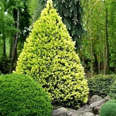 Ель РЕЙНБОУЗ ЭНД сизая  Ель РЕЙНБОУЗ ЭНД сизая в Коломне