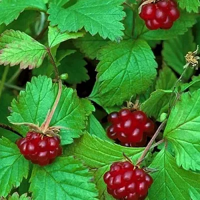 Княженика АУРА  Княженика АУРА в Коломне