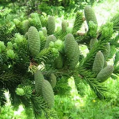 Пихта белая в Коломне