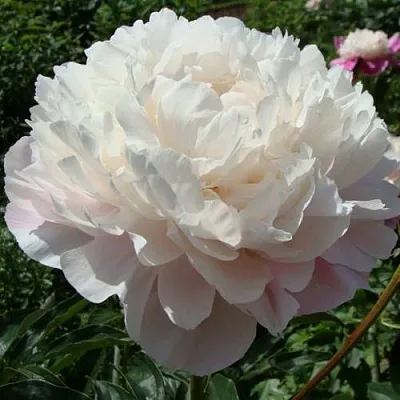 Пион ВОГ травянистый  Пион ВОГ травянистый в Коломне