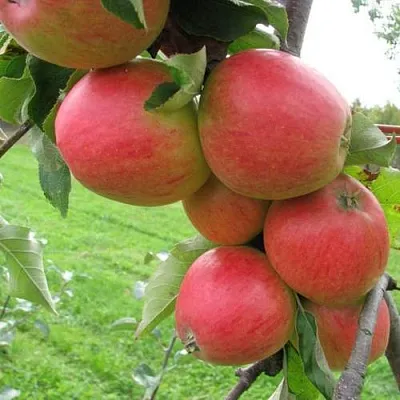 Яблоня ПИККОЛО в Коломне